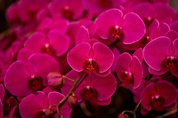 Closeup shot of the delicate Phalaenopsis Orchid (Moth orchids) on the blurred background