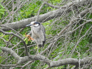 Yellow-crowned night heron perched on a branch, at the Bombay Hook National Wildlife Refuge, Kent County, Delaware. 