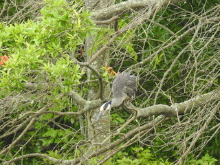 Obraz premium A yellow-crowned night heron hunting prey that is below her, in a stalking position, perched on a tree branch, at the Bombay Hook National Wildlife Refuge, Kent County, Delaware.