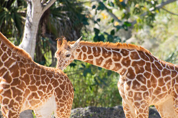 Nice specimen of giraffe taken in a large zoological garden