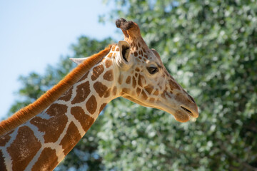Nice specimen of giraffe taken in a large zoological garden