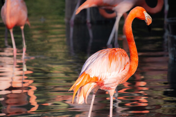 Nice specimen of flamingo taken in a large zoological garden
