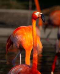 Fototapeta premium Nice specimen of flamingo taken in a large zoological garden