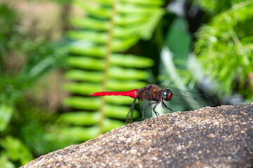 The Spine-tufted skimmer, or brown-backed red marsh hawk, is a species of dragonfly in the family...