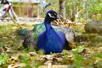 Fototapeta premium pavo real, ave, azul, animal, naturaleza, emplumar, administrar, emplumar, pavo real, ecuador