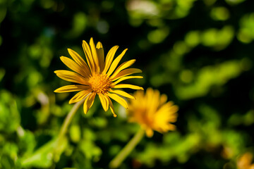 Cape weed, Arctotheca calendula