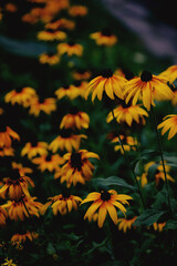 yellow flowers in the garden