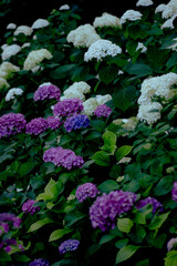 flowers in the garden