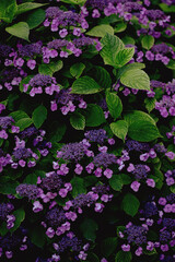 purple flowers in the garden