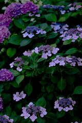 flowers in the garden