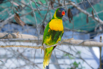 Ornate lorikeet perched on a branch in a US bird park