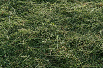 Green grass mowed