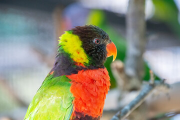 Ornate lorikeet perched on a branch in a US bird park
