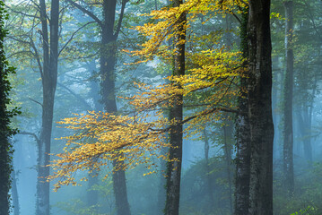 Beautiful tree (autumn in the woods)