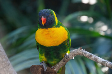 Ornate lorikeet perched on a branch in a US bird park