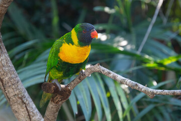 Ornate lorikeet perched on a branch in a US bird park
