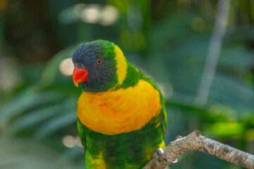Ornate lorikeet perched on a branch in a US bird park