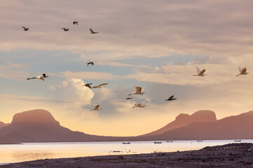 Naklejka premium Birds on beach