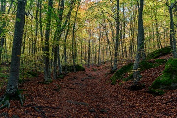 Colorful autumn trees in the forest