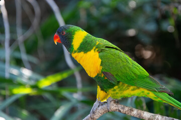 Ornate lorikeet perched on a branch in a US bird park