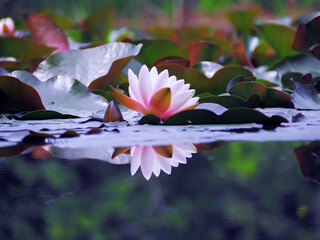 Lotos flower at the lake