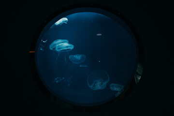 cylindrical aquarium for jellyfish