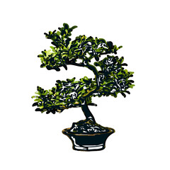 color sketch of a bonsai plant with transparent background