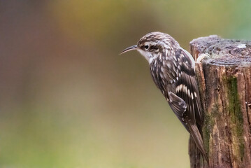 treecreeper on a branch