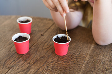 Small preschool child Lanting seed at home. Growing home or balcony garden