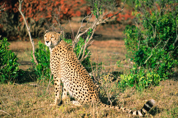 Waiting cheetah