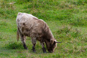 Highland cow in a field. Highland cattle. A hairy cow grazes on a natural pasture among flowers and birds. Green meadow. Horned cow.