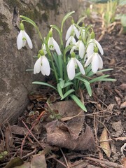 snowdrops in snow