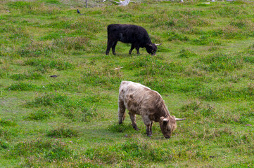 Fototapeta premium Highland cow in a field. Highland cattle. A hairy cow grazes on a natural pasture among flowers and birds. Green meadow. Horned cow.
