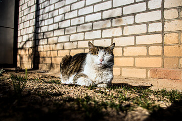 Sleepy gray-white cat basking in the sun against a brick wall