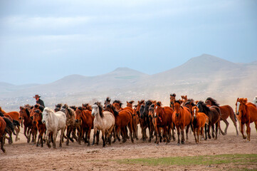 Wild horses (aka Yılkı Atları) are running to freedom. Taken near Hürmetci Village, between...