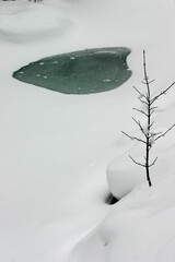 snow covered tree