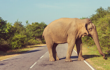 Naklejka na ściany i meble Elephant on road