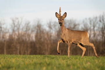 Cute roe-deer on a green spring field