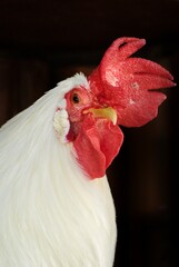 Head of leghorn chicken in close-up and isolated in black