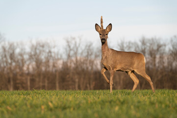 Cute roe-deer on a green spring field