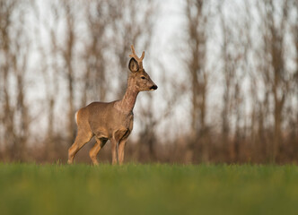 Cute roe-deer on a green spring field