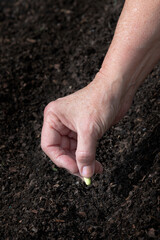 Gardener Planting Seed In The Spring