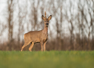 Cute roe-deer on a green spring field