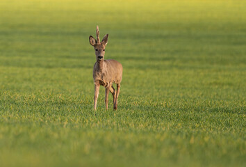 Naklejka na ściany i meble Cute roe-deer on a green spring field