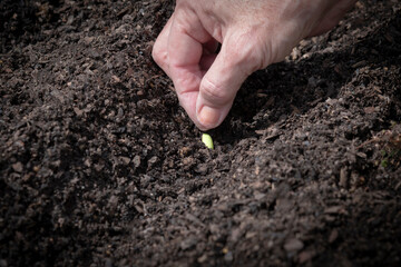 Spring Gardener Planting Seed With Copy Space