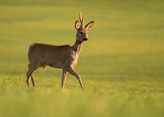 Cute roe-deer on a green spring field