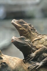 One of Philippine sailfin lizard behavior. Philippine sailfin lizard also known as crested lizard, sailfin lizard, soa-soa water lizard or ibid in native name.