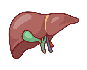 Human liver icon. Vector symbol