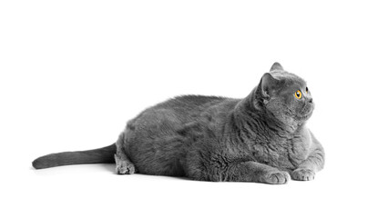 Fat British shorthair cat lies in front of white background