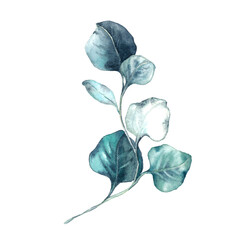 Eucalyptus watercolor hand drawn branch with leaves. Floral illustration isolated